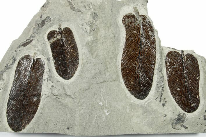 Carboniferous Fossil Fern (Neuropteris) Plate - France #383552